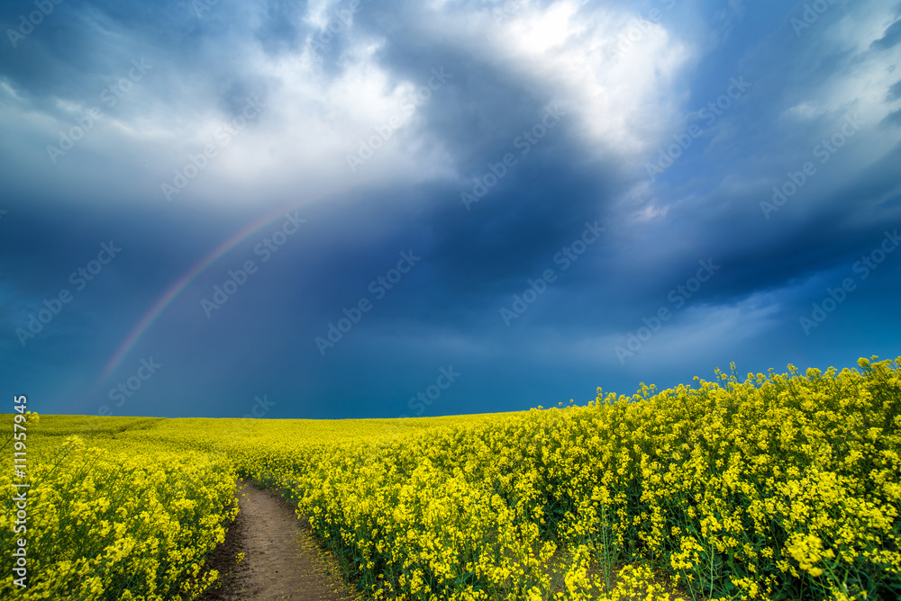 Fototapeta premium Tęcza nad polem rzepaku