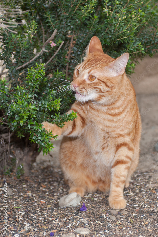 Orange Tabby cat playing in the bushes.