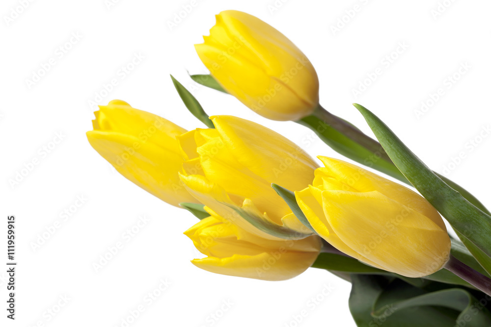 yellow tulips on a white background