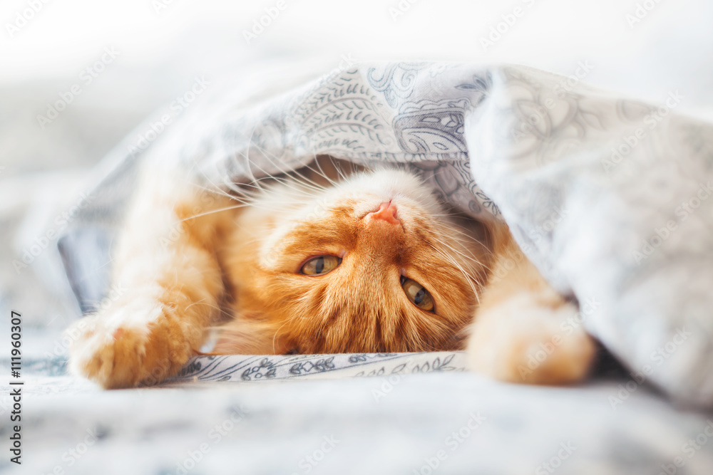 Naklejka Śliczny imbirowy kota lying on the beach w łóżku pod koc. Puszysty zwierzak wygodnie usadowiony do snu. Przytulne tło domu z zabawnym zwierzakiem.