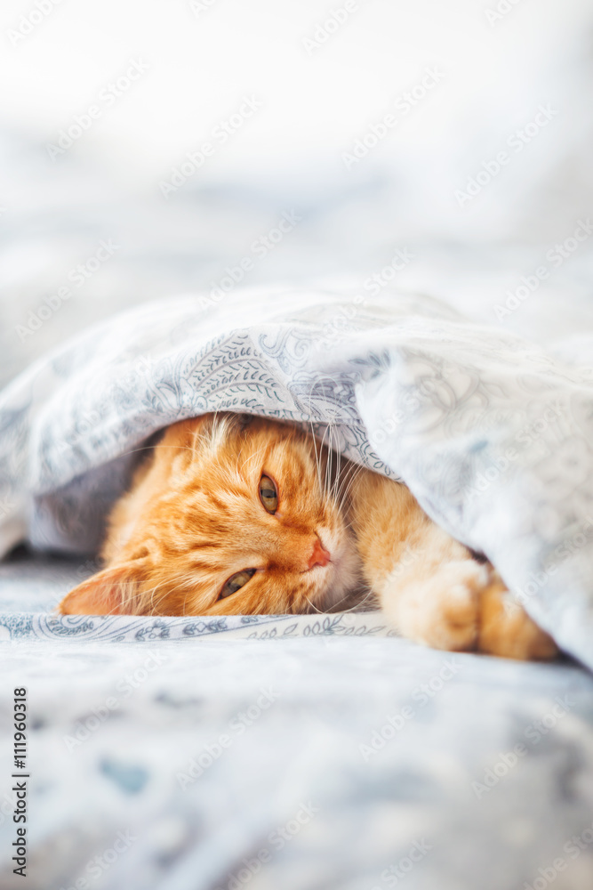 Obraz premium Cute ginger cat lying in bed under a blanket. Fluffy pet comfortably settled to sleep. Cozy home background with funny pet.