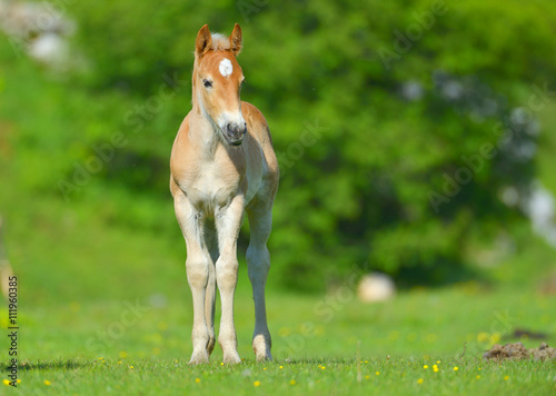 little foal in the meadow