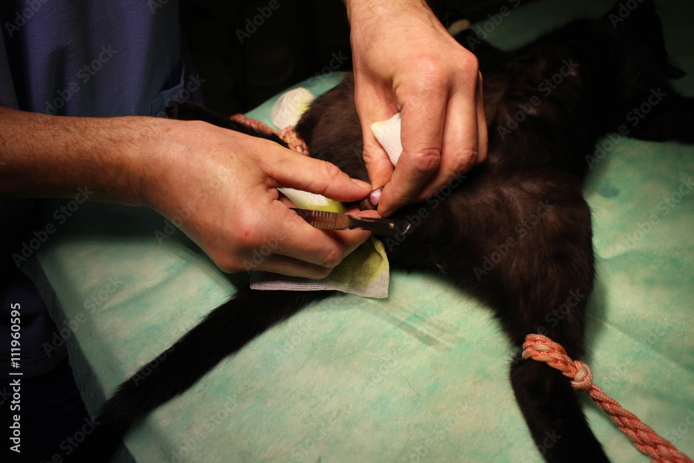 Veterinary surgery - castration of tomcat