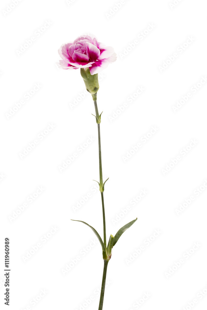 pink and white carnation pink and white carnation