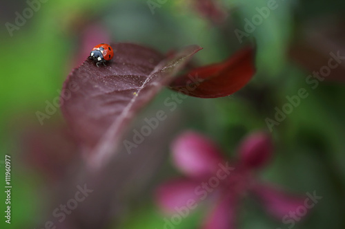 Ladybug on purple apple leaf isolated on nature blurred green background