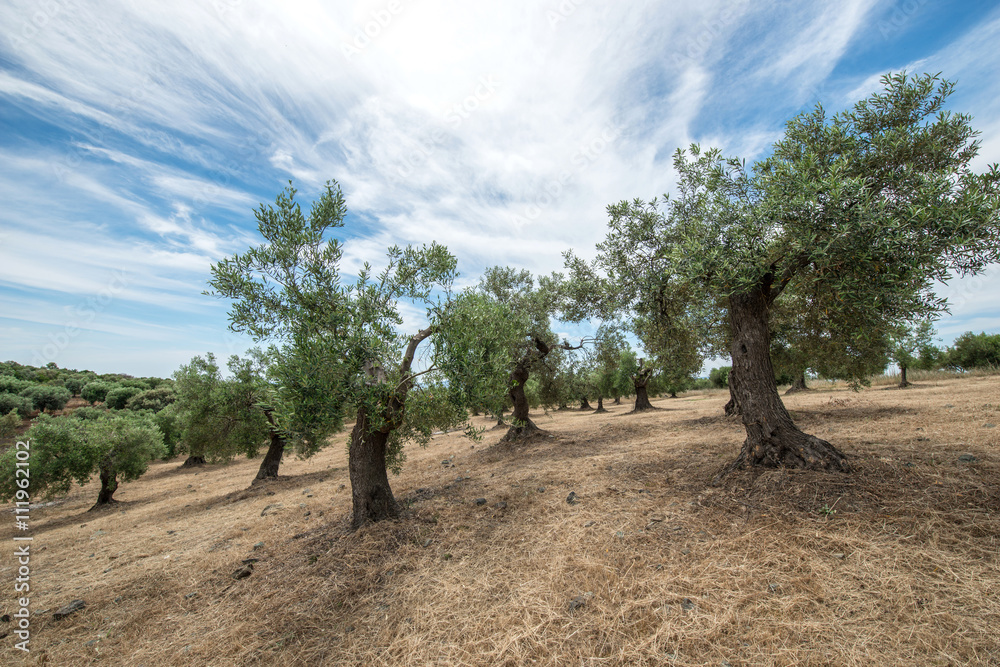 Fototapeta premium Olive trees in morning sunny day