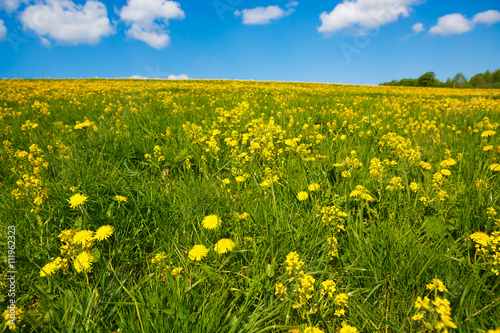 Field with yellow flower dandelions to the horizon. Rural views to the flower meadow and the blue sky. Pastoral panorama of nature summer. Undulating terrain. Beautiful landscape of a Sunny day. 