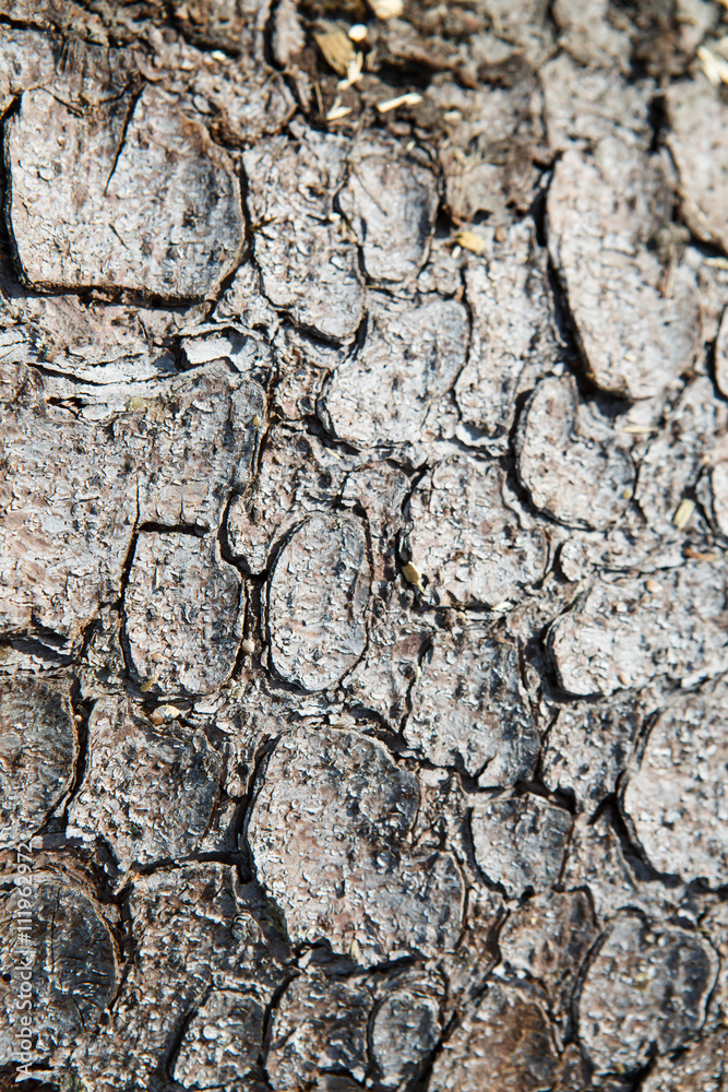 The texture of the tree bark of a pine. Background of tree bark. The scaly skin of the trees and layered, similar to the skin of a crocodile.