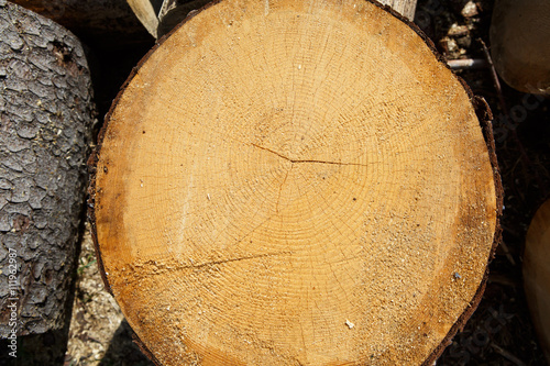 A round slice of tree trunk pine. Background and texture of wood. Rings of a tree trunk. Felled tree trunks in a pile. Logs in the countryside. Logging in the village.