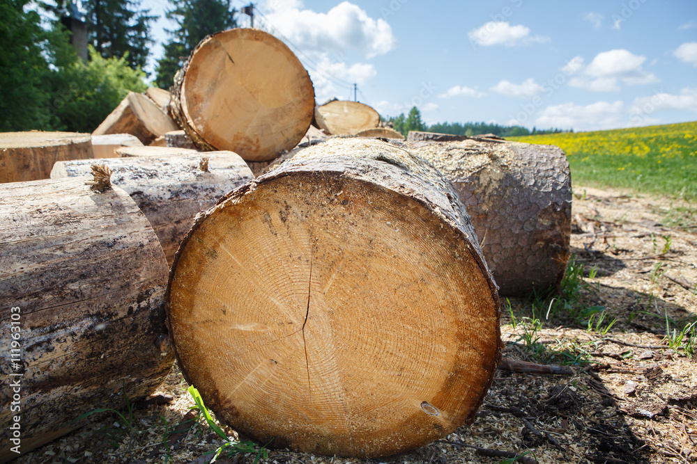 Logging in the village. Felled tree trunks in a pile. Logs are a bunch at the ranch. Background and texture of wood. Logging in the village. Felled tree trunks in a pile. Logs are a bunch at the ranch. Background and texture of wood.