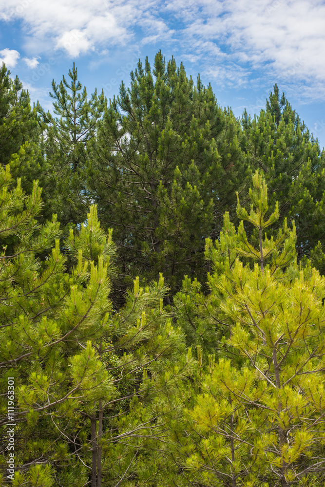 Beautiful pine trees on background high mountains Beautiful pine trees on background high mountains