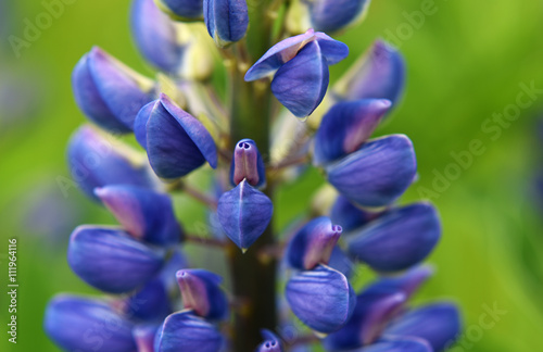 Lupinus blue flower in grass