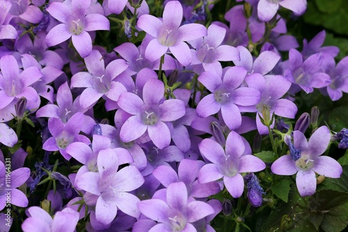 Bluebell