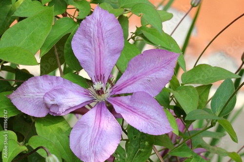 Clematis