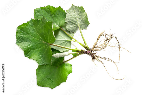 Canvastavla Medicinal plant coltsfoot (Tussilago farfara)
