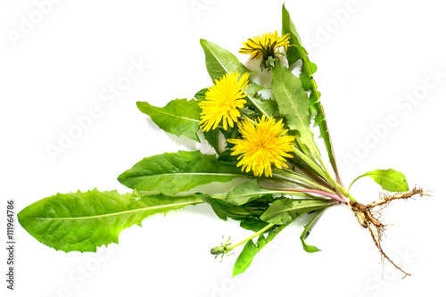 Medicinal plant dandelion on a white background