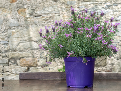 Butterfly lavender plant in pot. Lavandula pedunculata.