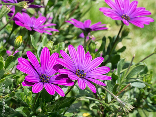 Osteospermum flowers in garden in sunshine. Aka Cape daisy.