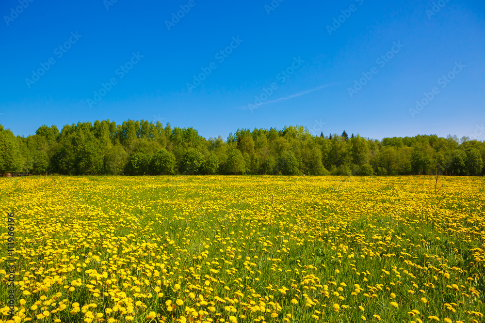 Fototapeta premium Field of yellow dandelions. Rural views to the flower meadow and the blue sky. Pastoral panorama of nature summer. Beautiful landscape of a Sunny day. Field with yellow dandelions to the horizon.