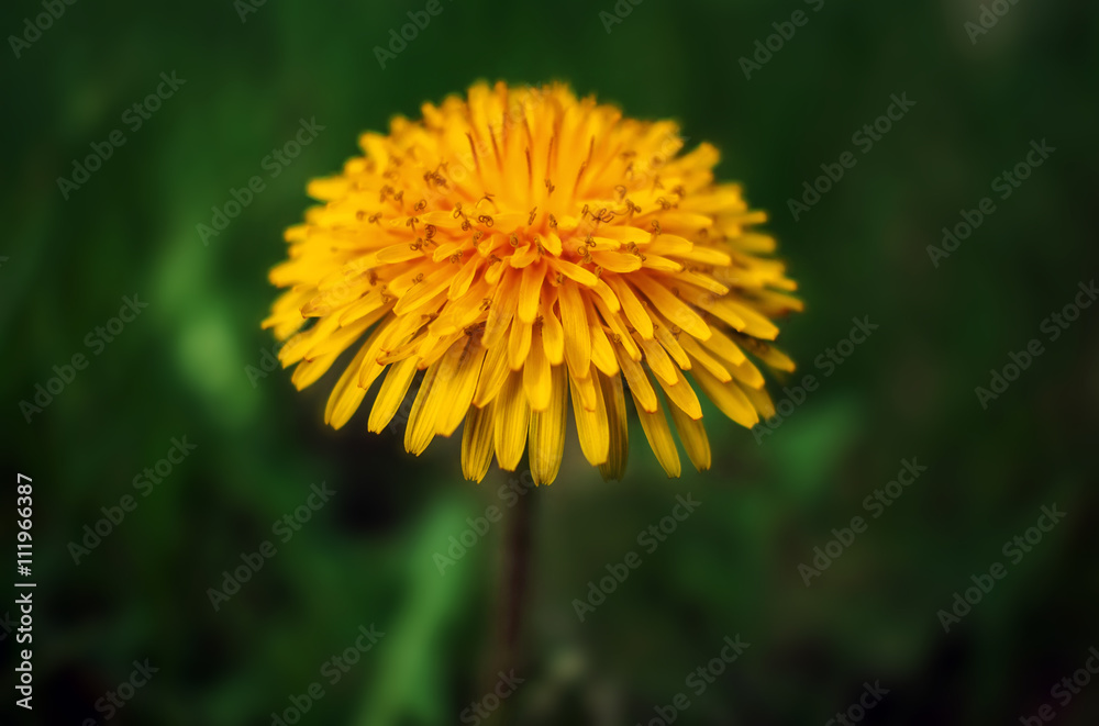 wild flower dandelion. yellow flower on a blurred background. wild flower dandelion. yellow flower on a blurred background.