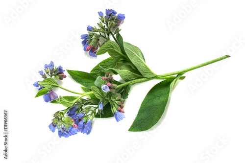 Medicinal plant comfrey on a white background
