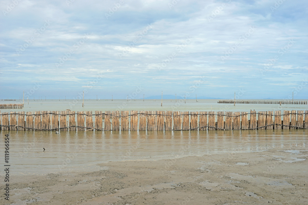 mangrove forest, bamboo barrier for protection coastline wave