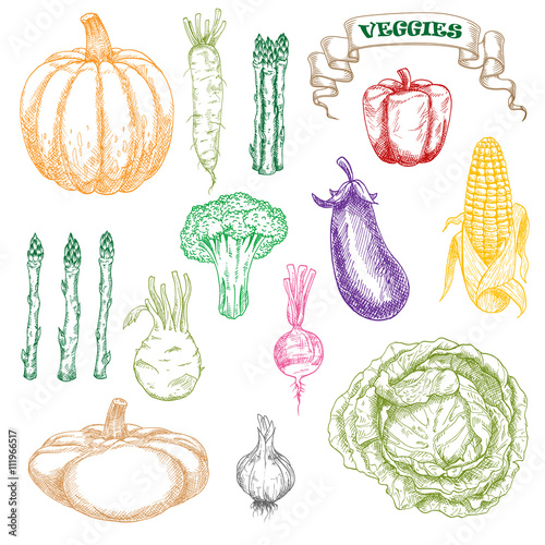 Colored sketch of wholesome and fresh vegetables