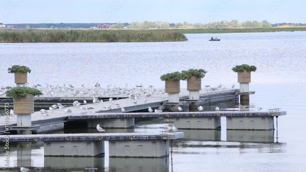 Gull On Pier. River pier in windy weather Gull On Pier. River pier in windy weather