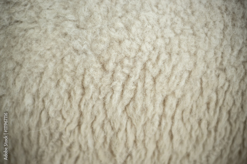 Sheep fur texture background.