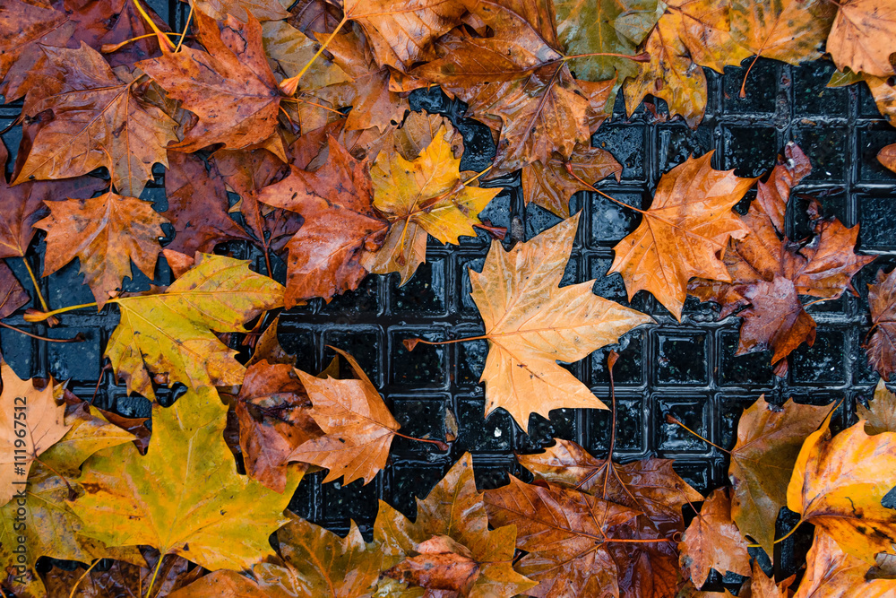 Dry autumn leaves on wet black tile sidewalk