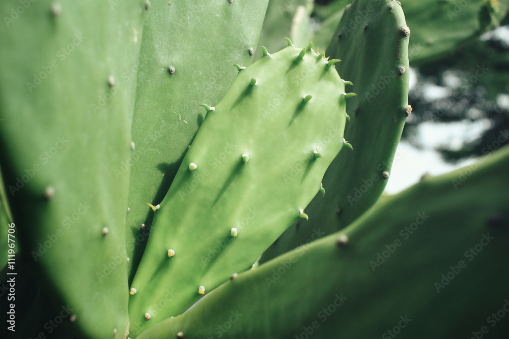 Cactus Cactus