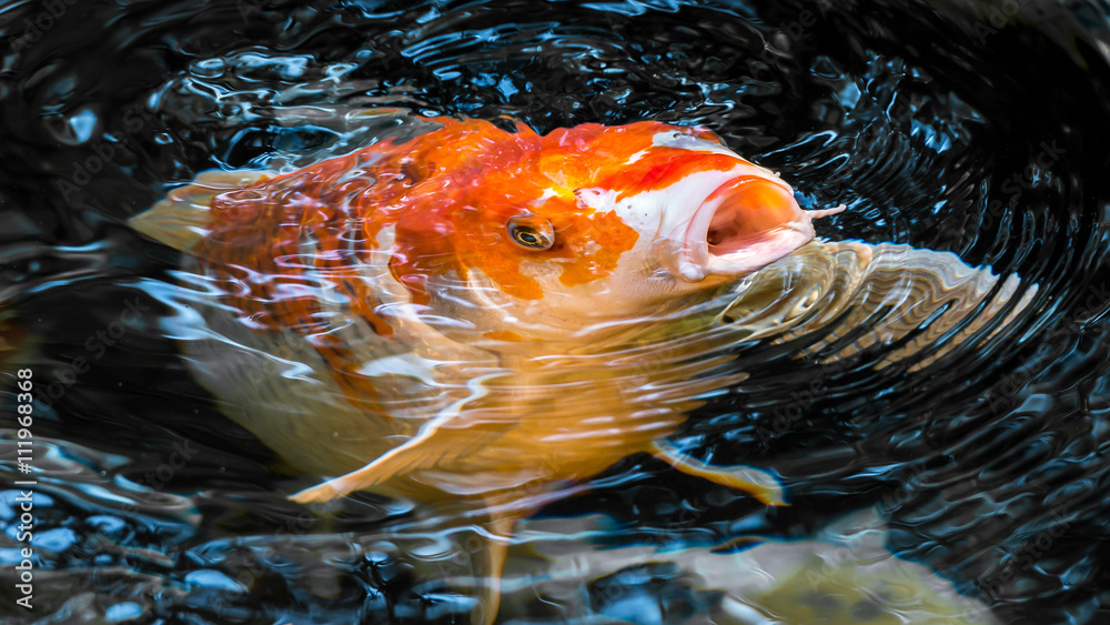 Japan Kois im Koiteich Japanischer Koi im Gartenteich StockFoto