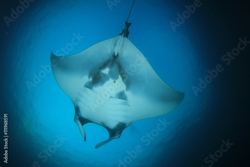 Manta Ray fish in sea © Richard Carey