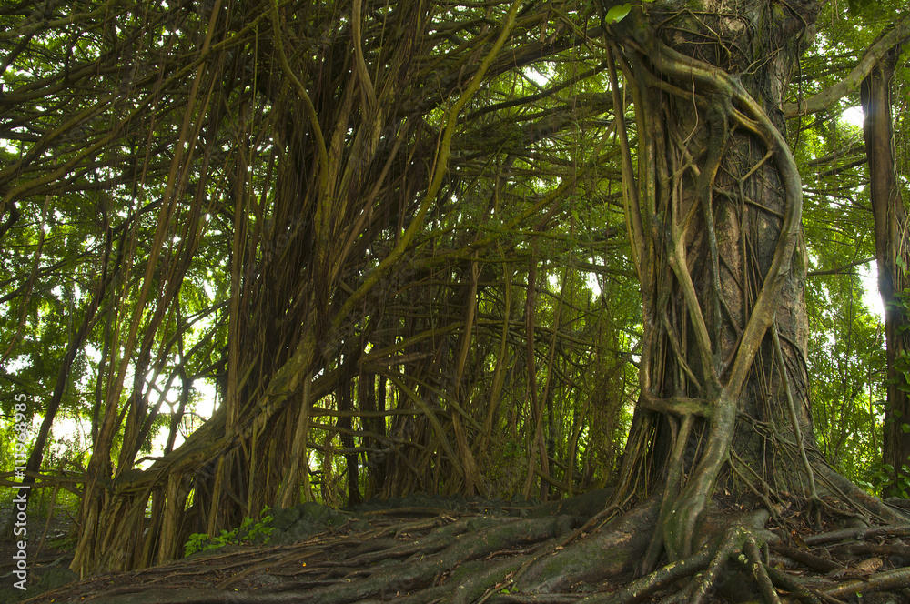 tropical forest and Banyan trees at Big Island Hawaii tropical forest and Banyan trees at Big Island Hawaii
