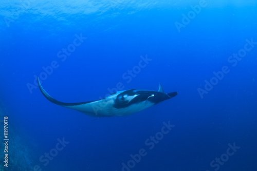 Manta ray in ocean