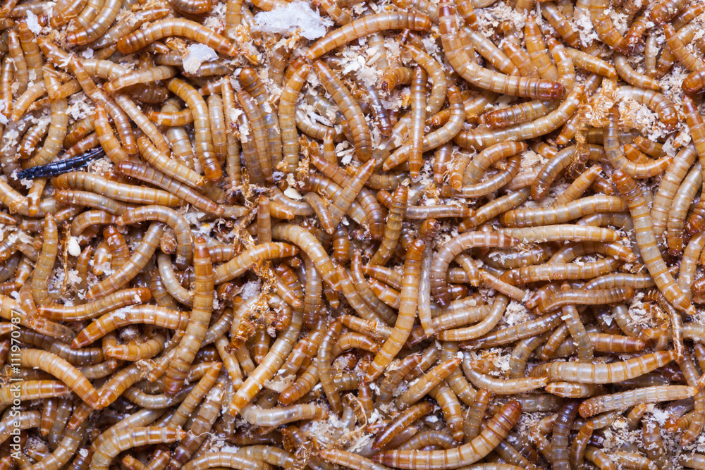A pile of living meal worms larvae. This worm is used as food for feeding birds, reptiles or fish. The image can be used as abstract background