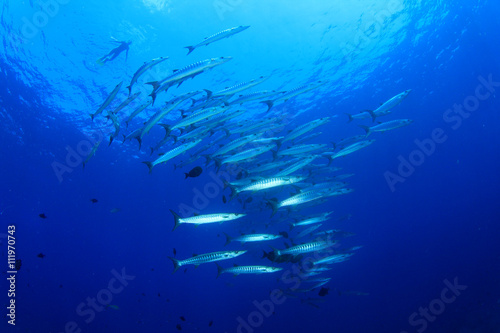Barracuda fish school in sea
