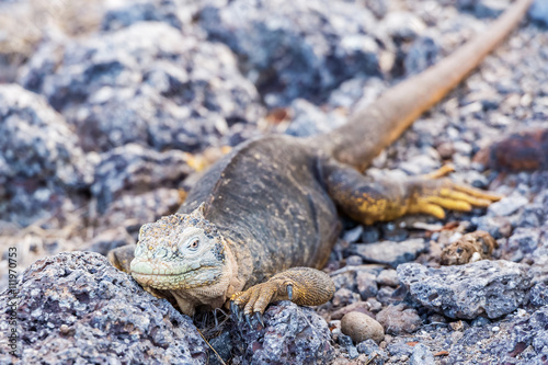 Wild land iguana on Santa Fe island in Galapagos