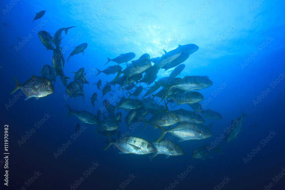 Fototapeta premium Fish in ocean