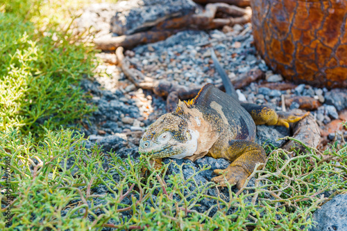 Wild land iguana on Santa Fe island in Galapagos