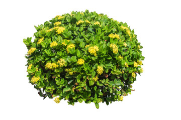 bush and flower isolated