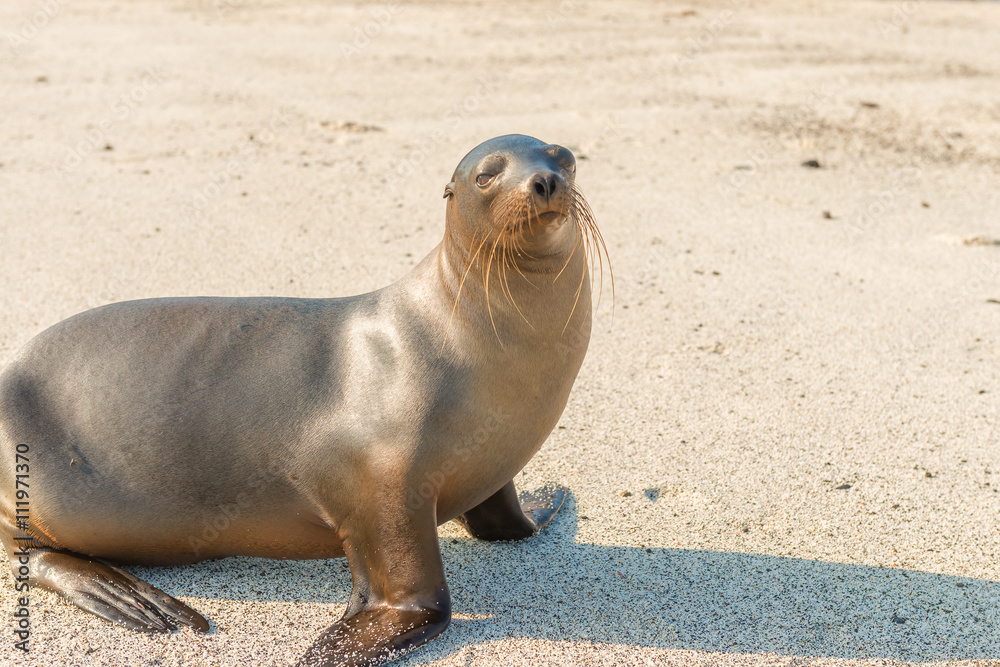 Obraz premium Sea Lion in Galapagos Islands