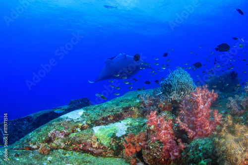 Coral reef fish and manta ray