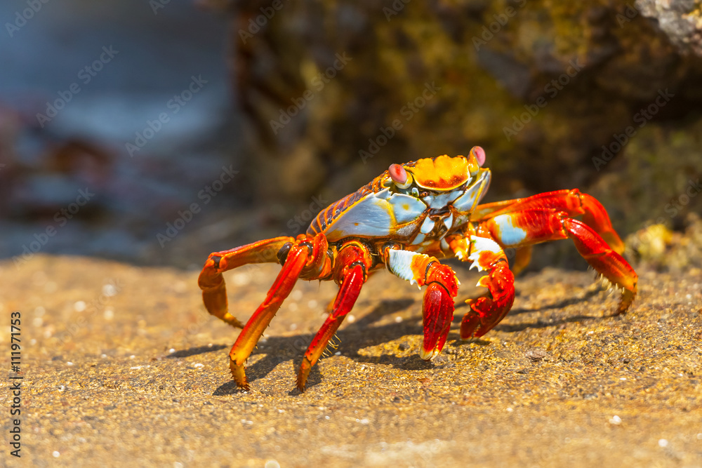 Sally Lightfoot crab on Galapagos Islands Sally Lightfoot crab on Galapagos Islands