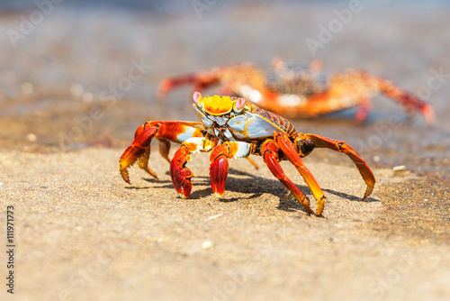 Sally Lightfoot crab on Galapagos Islands © Marek Poplawski