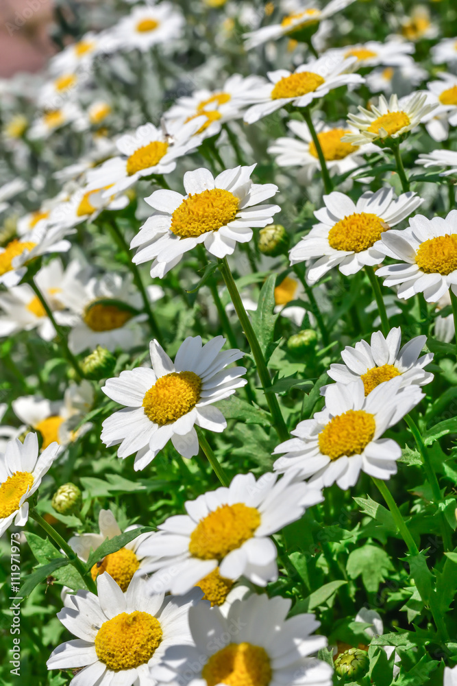 Obraz premium Daisy 