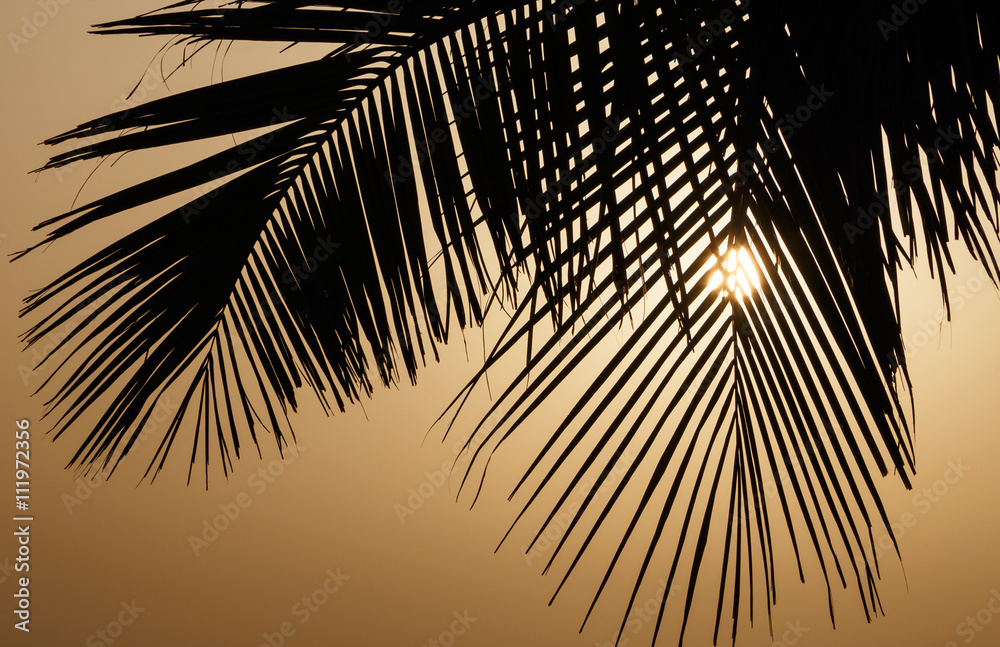 Obraz premium silhouette of palm tree leaves at sunrise