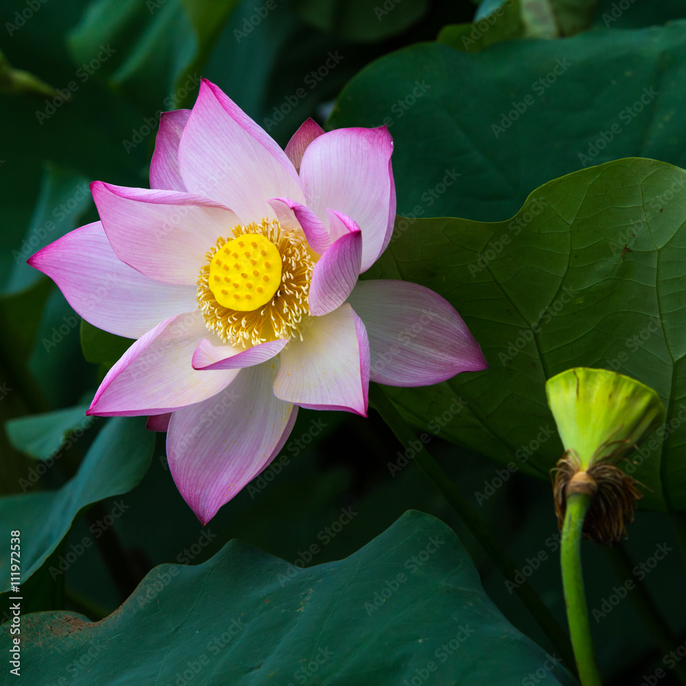 Lotus flower and Lotus flower plants Lotus flower and Lotus flower plants