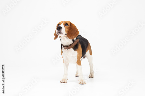 Beagle dog isolated on white background © aradaphotography