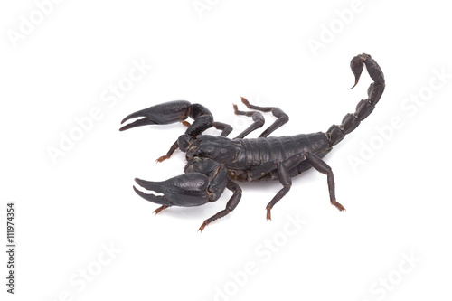 Heterometrus longimanus back scorpion.Emperor Scorpion  Pandinus